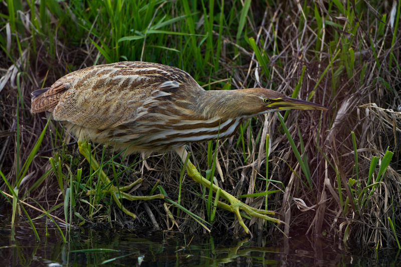 American Bittern